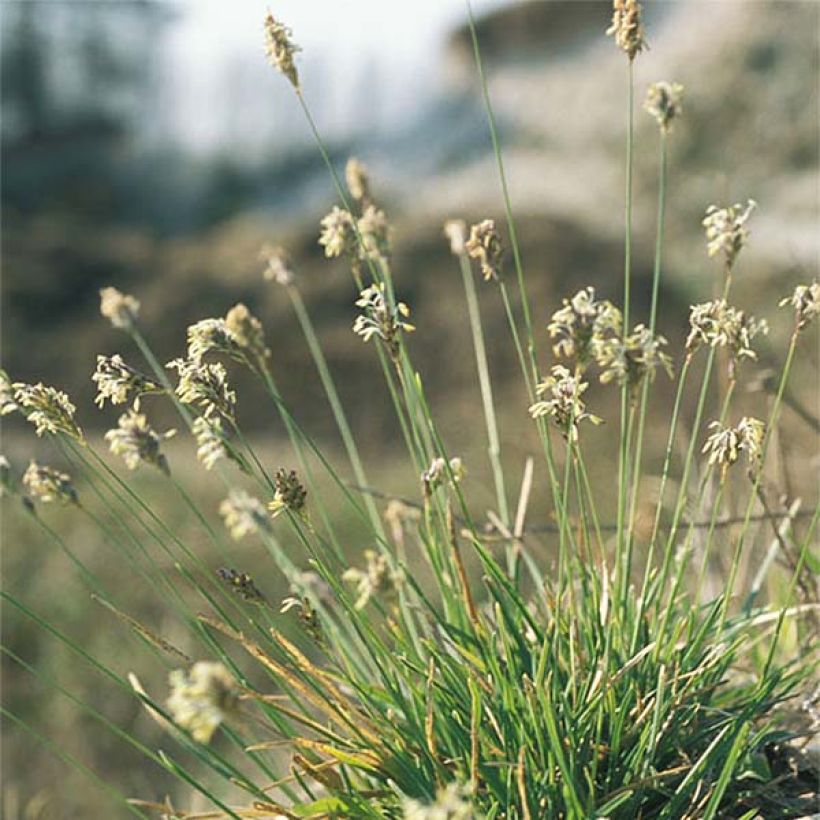 Sinilupikka - Sesleria caerulea (Kasvutapa)