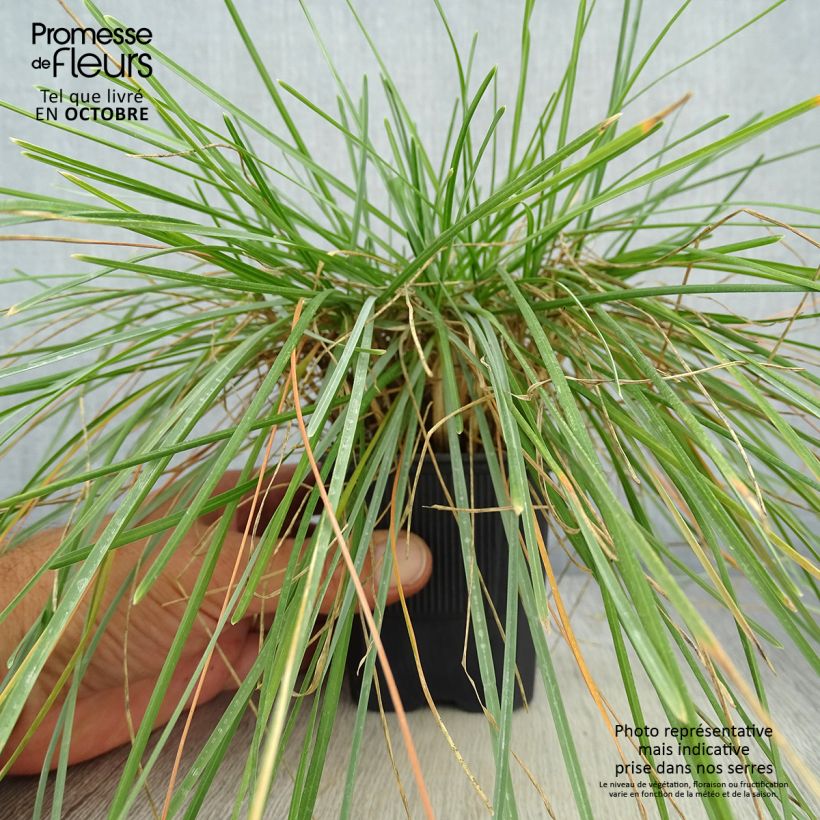 Esimerkki syksyllä toimitetusta Sinilupikka - Sesleria caerulea 8/9 cm taimiruukku-taimesta