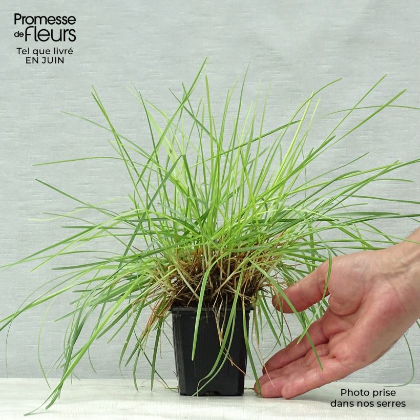 Esimerkki kesällä toimitetusta Sinilupikka - Sesleria caerulea Taimiruukku 8/9 cm-taimesta
