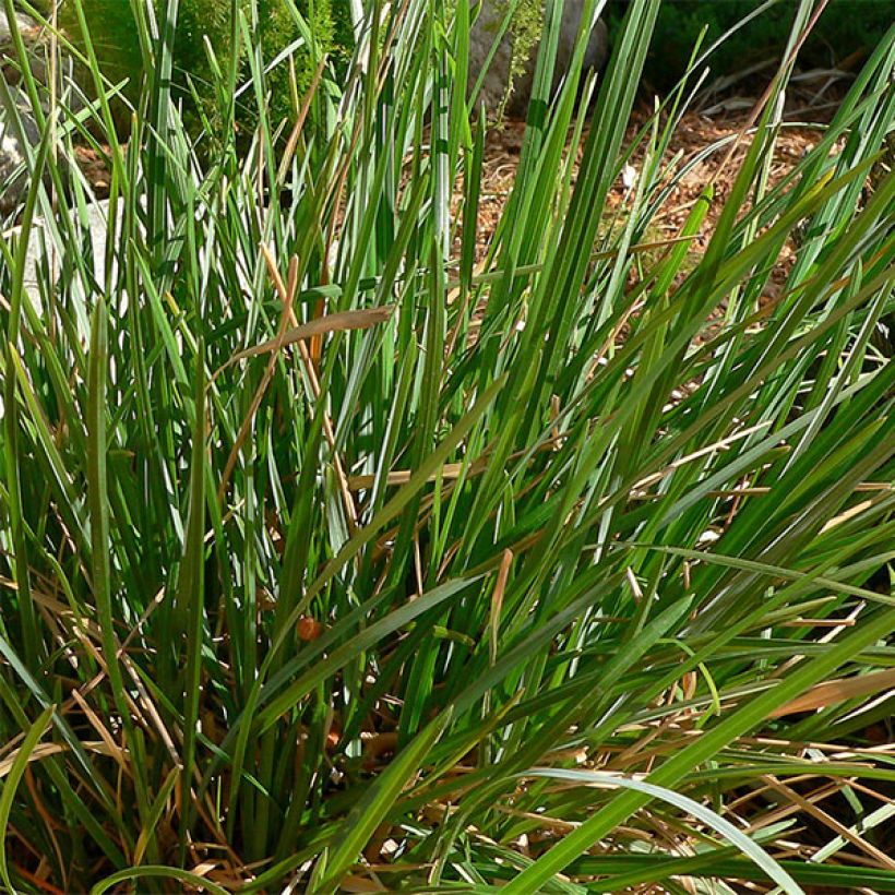Lupikka - Sesleria heufleriana (Lehvistö)