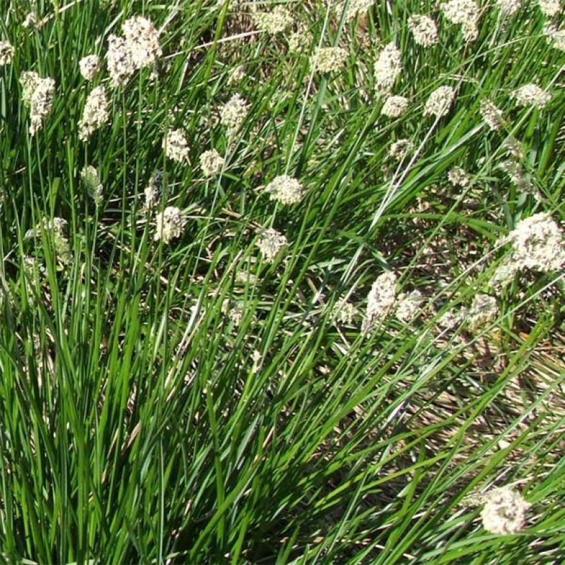 Lupikka - Sesleria heufleriana (Kukinta)