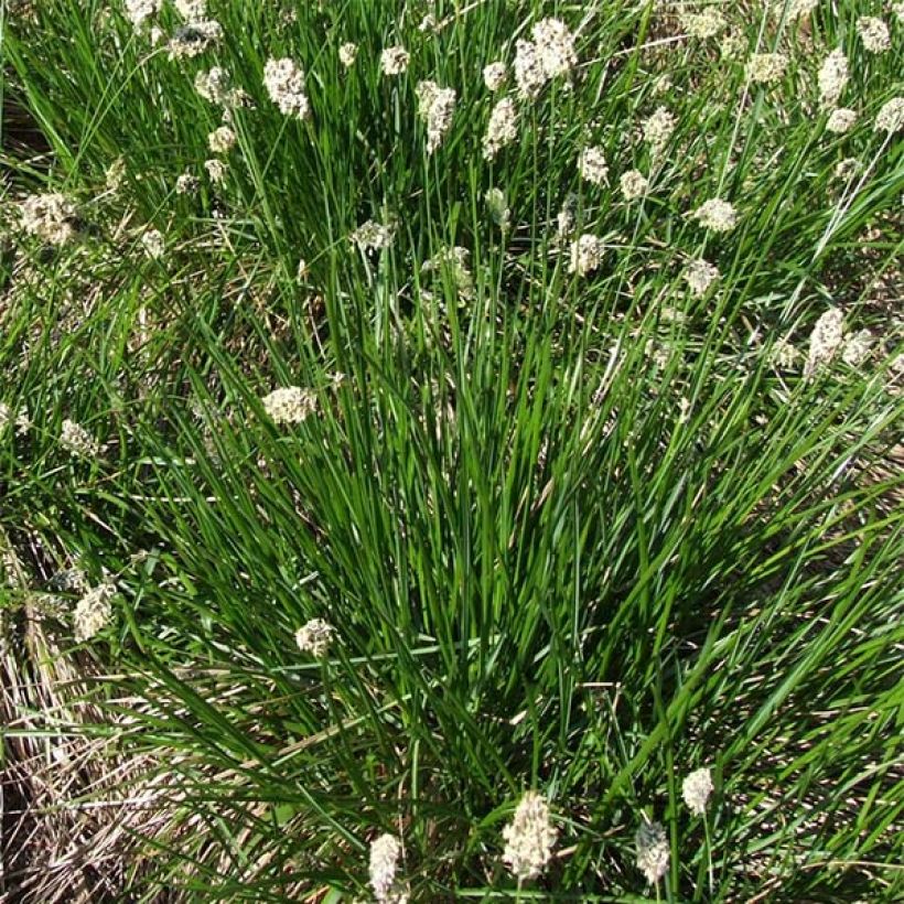 Lupikka - Sesleria heufleriana (Kasvutapa)