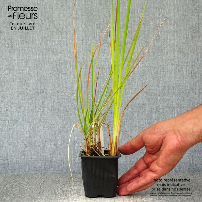 Esimerkki kesällä toimitetusta Lupikka - Sesleria heufleriana Taimiruukku 8/9 cm-taimesta