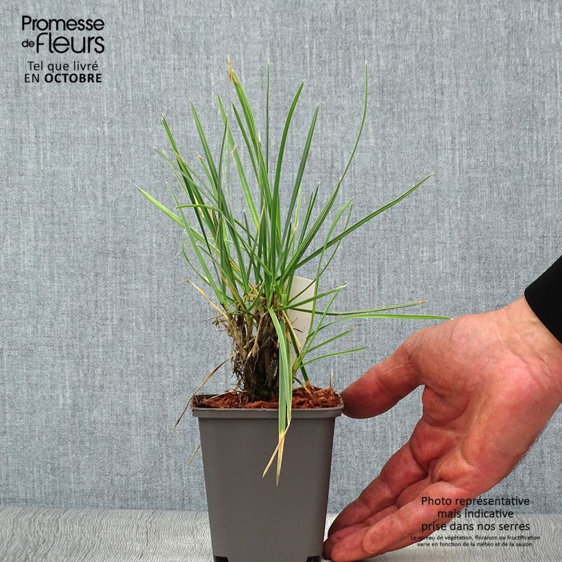 Esimerkki syksyllä toimitetusta Kiiltolupikka - Sesleria nitida 8/9 cm taimiruukku-taimesta