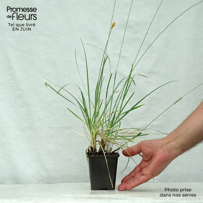 Esimerkki kesällä toimitetusta Kiiltolupikka - Sesleria nitida Godet de 8/9 cm-taimesta