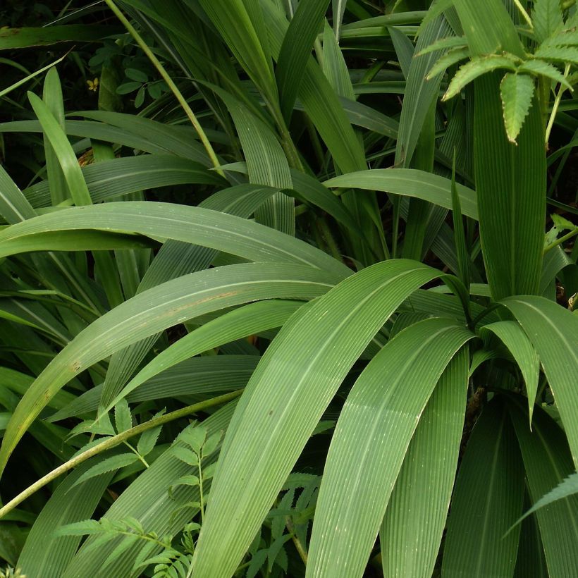 Nuokkupantaheinä - Setaria palmifolia (Lehvistö)