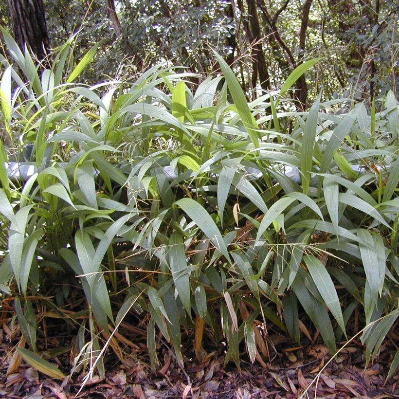 Nuokkupantaheinä - Setaria palmifolia (Kasvutapa)
