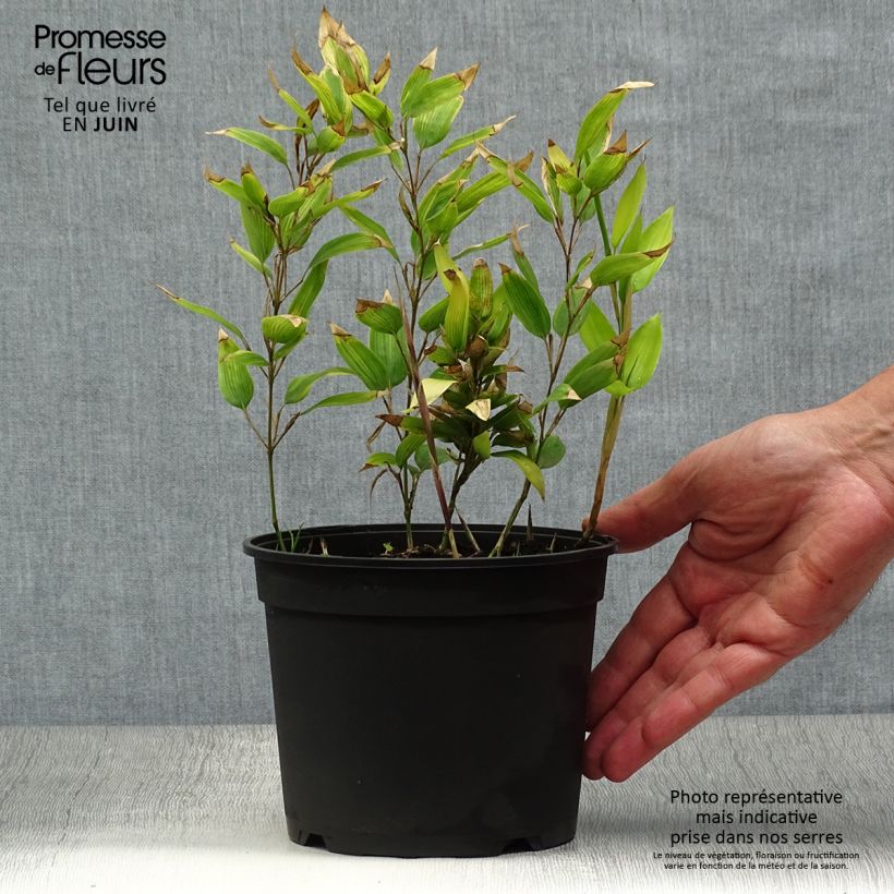 Esimerkki kesällä toimitetusta Shibataea kumasaca Pot de 2L/3L-taimesta