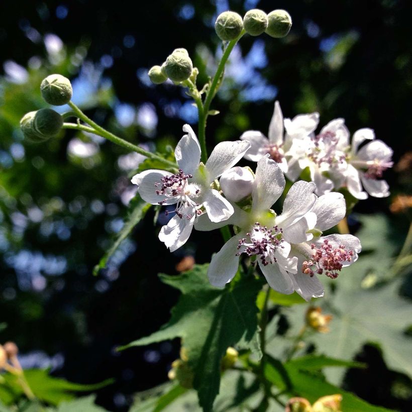 Sormisiida - Sida hermaphrodita (Kukinta)