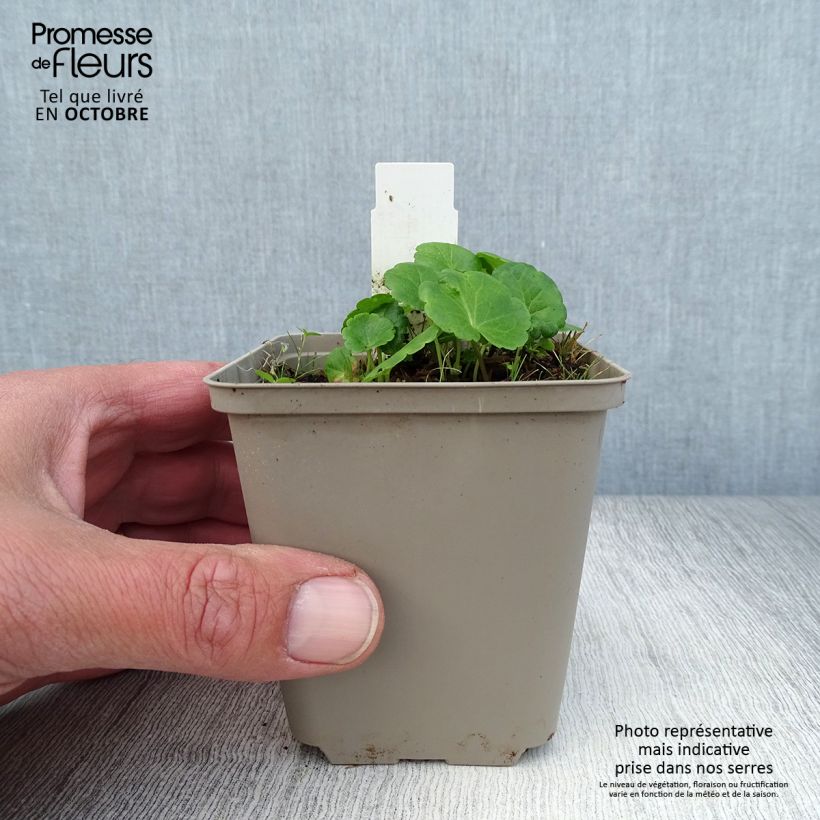 Esimerkki syksyllä toimitetusta Tarhajalomalva Little Princess 8/9 cm taimiruukku-taimesta