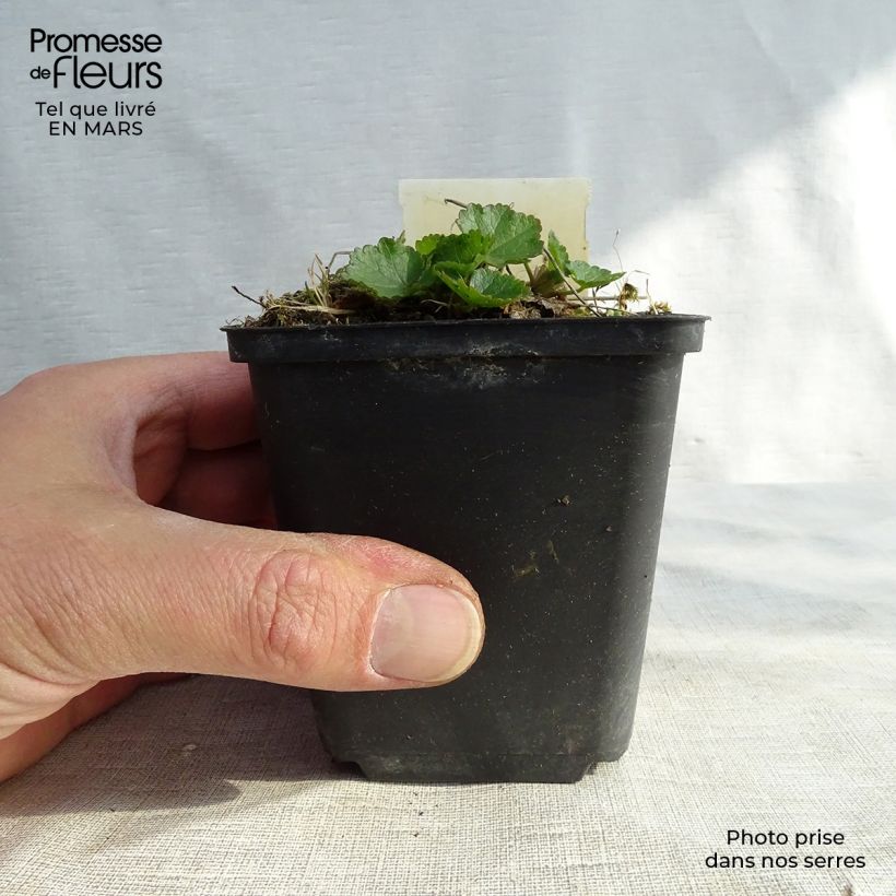 Esimerkki talvella toimitetusta Tarhajalomalva Oberon 8/9 cm taimiruukku-taimesta