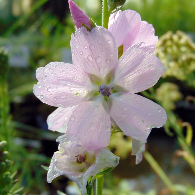Jalomalva Elsie Heugh (Kukinta)