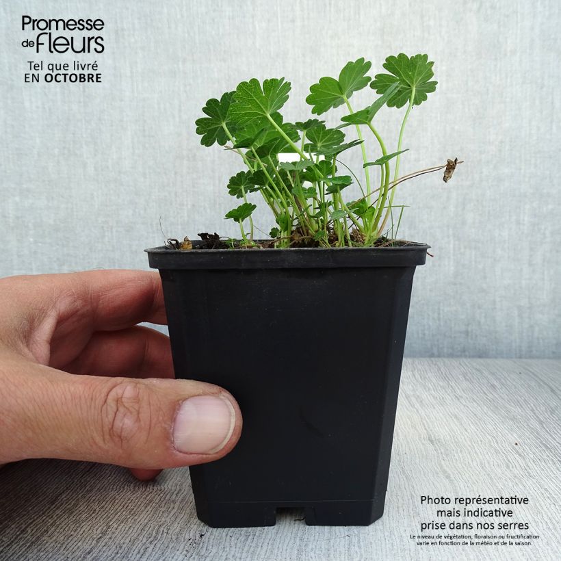 Esimerkki syksyllä toimitetusta Valkojalomalva - Sidalcea candida 8/9 cm taimiruukku-taimesta