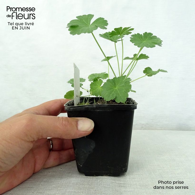 Esimerkki kesällä toimitetusta Valkojalomalva - Sidalcea candida Taimiruukku 8/9 cm-taimesta