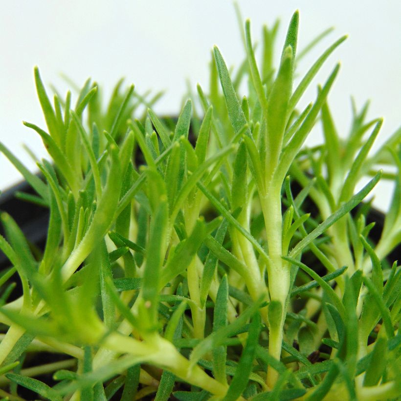 Tunturikohokki - Silene acaulis (Lehvistö)