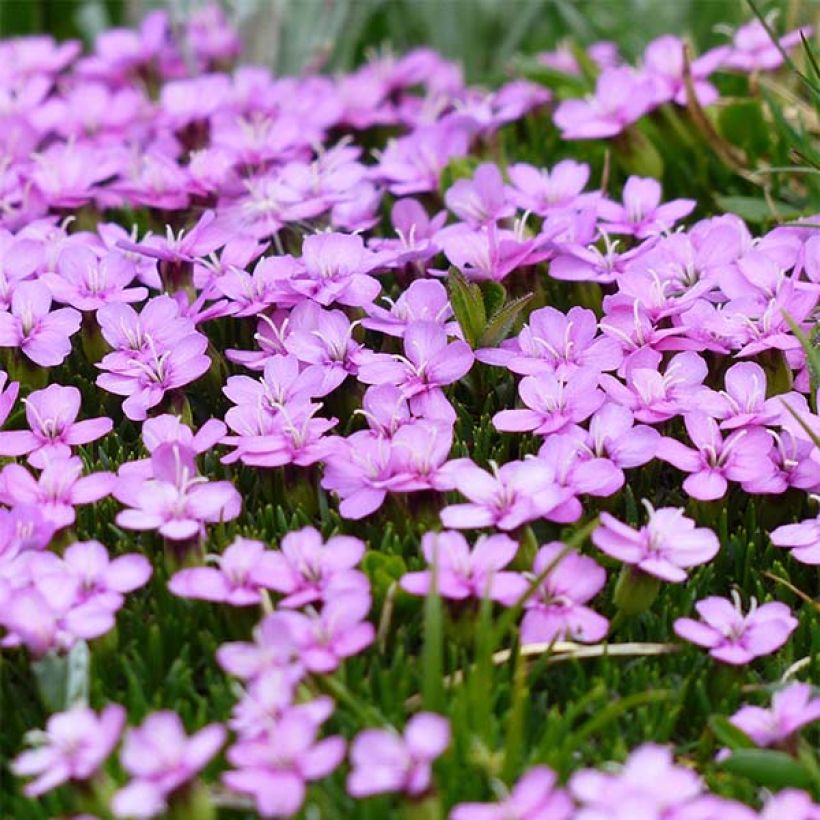 Tunturikohokki - Silene acaulis (Kukinta)