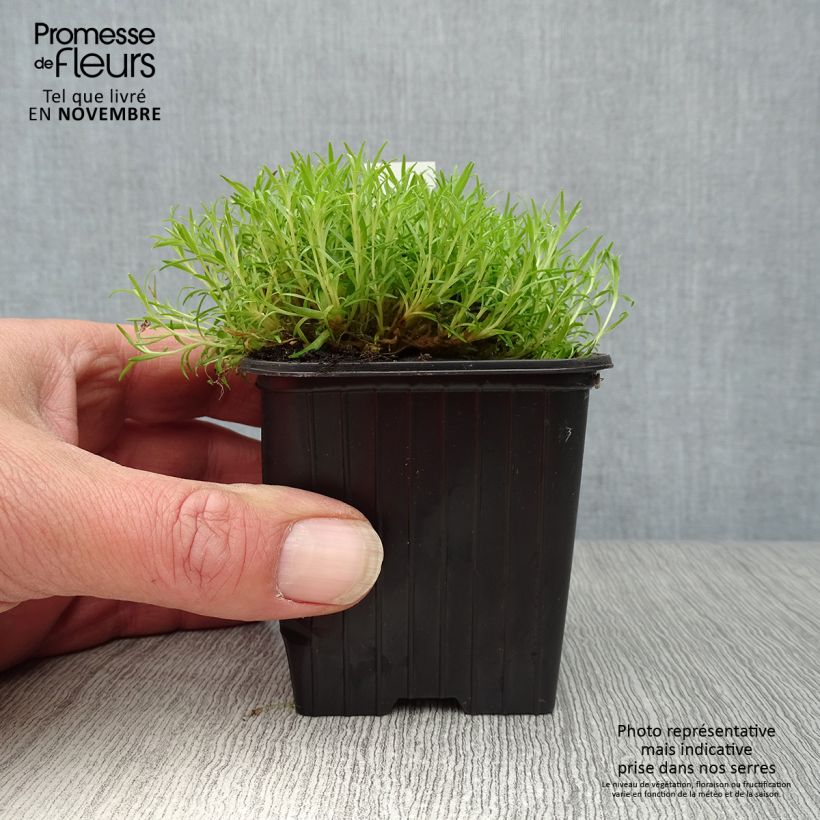 Esimerkki syksyllä toimitetusta Tunturikohokki - Silene acaulis 7/8 cm taimiruukku-taimesta