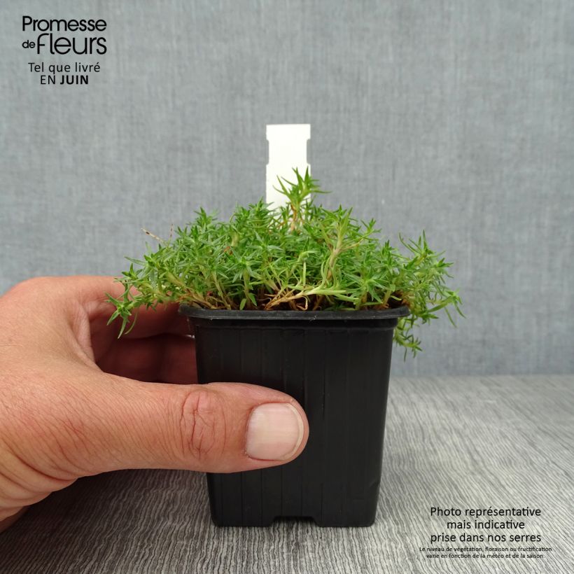 Esimerkki kesällä toimitetusta Tunturikohokki - Silene acaulis Godet de 7/8 cm-taimesta