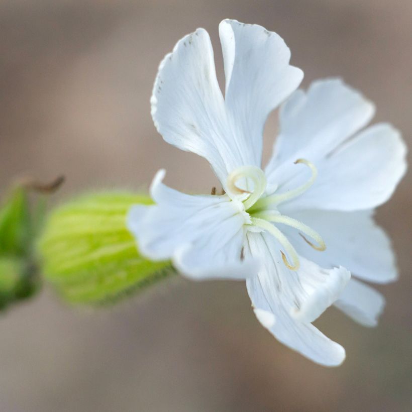 Valkoailakki - Silene latifolia subsp. alba (Kukinta)