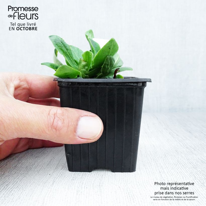 Esimerkki syksyllä toimitetusta Kuningaskohokki - Silene regia 8/9 cm taimiruukku-taimesta
