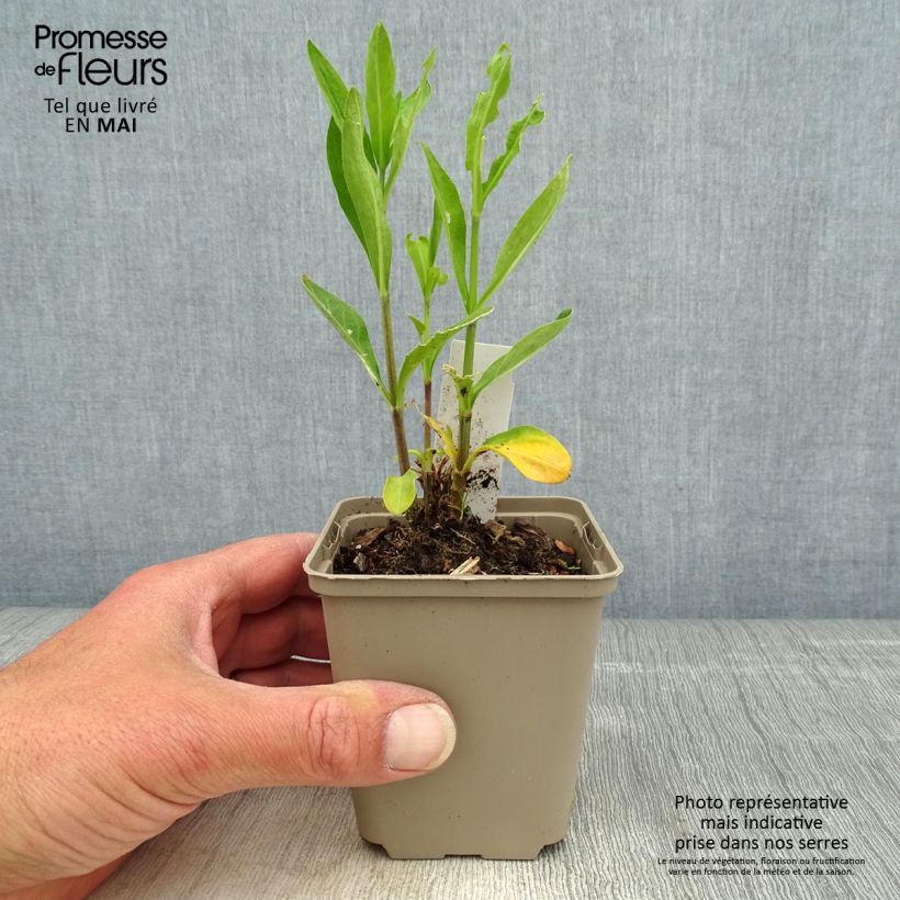 Esimerkki keväällä toimitetusta Kuningaskohokki - Silene regia Godet de 8/9 cm-taimesta