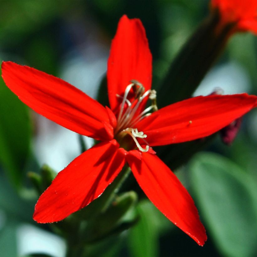Kuningaskohokki - Silene regia (Kukinta)
