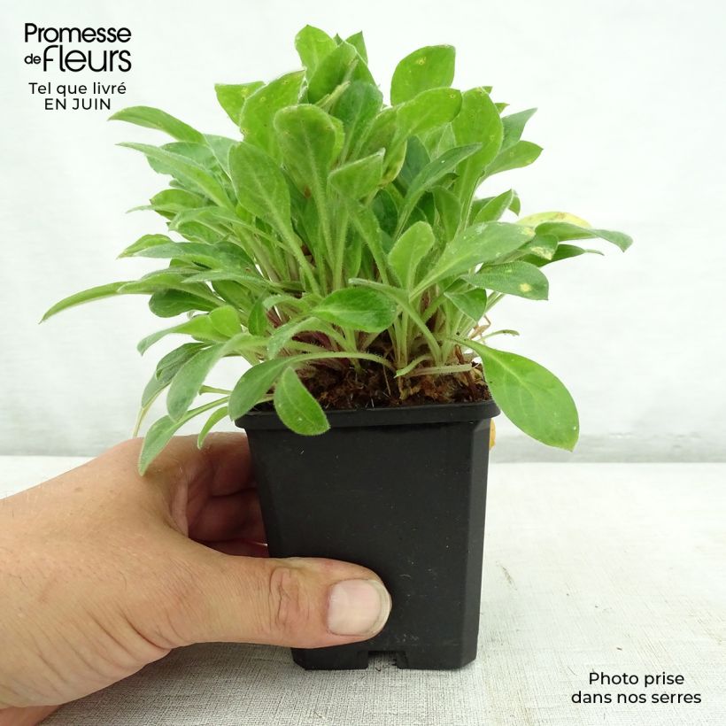 Esimerkki kesällä toimitetusta Kohoki Rollies Favorite Taimiruukku 7/8 cm-taimesta