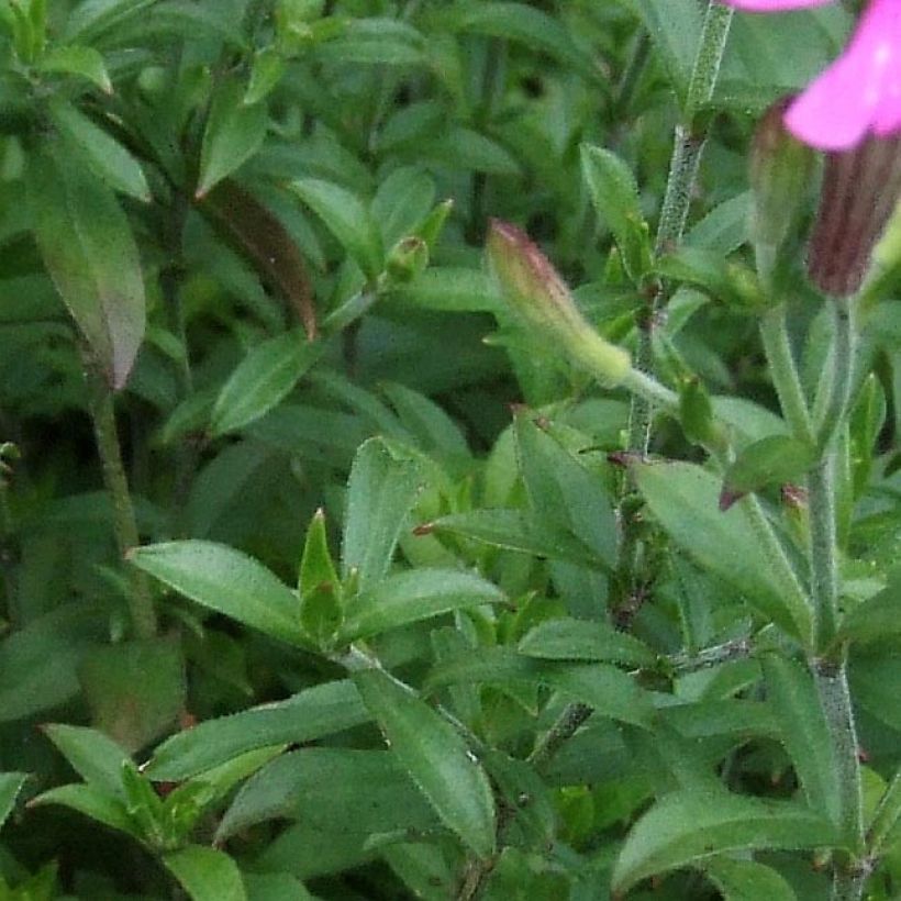Syyskohokki - Silene schafta (Lehvistö)