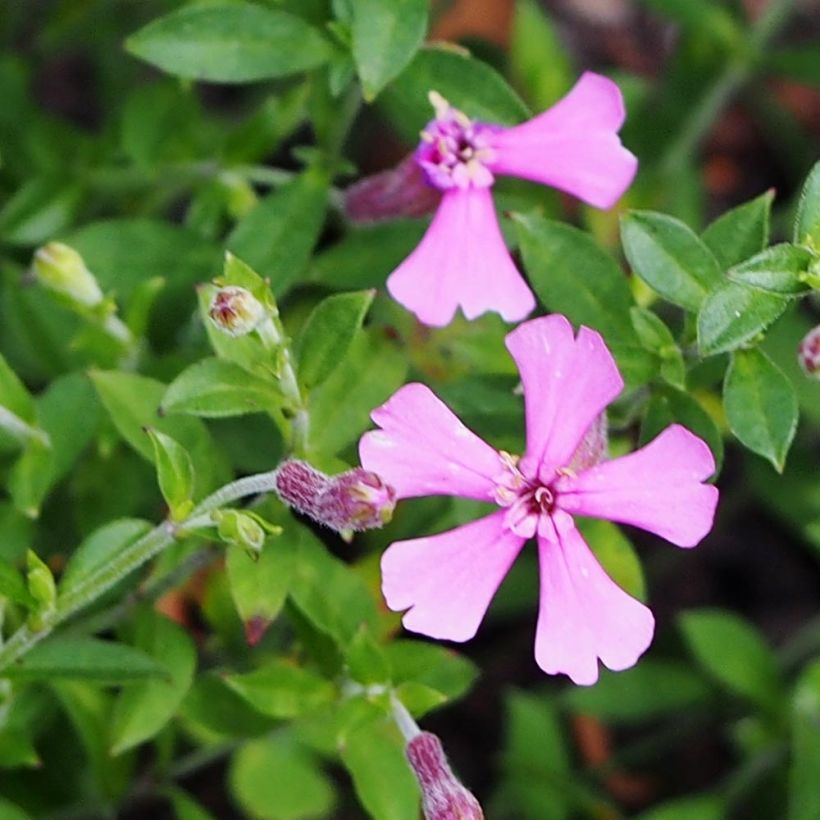 Syyskohokki - Silene schafta (Kukinta)