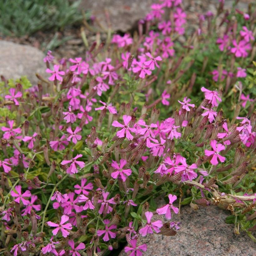 Syyskohokki - Silene schafta (Kasvutapa)