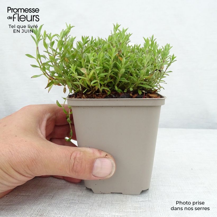 Esimerkki kesällä toimitetusta Syyskohokki - Silene schafta Taimiruukku 8/9 cm-taimesta