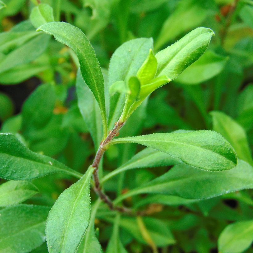 Syyskohokki Splendens (Lehvistö)