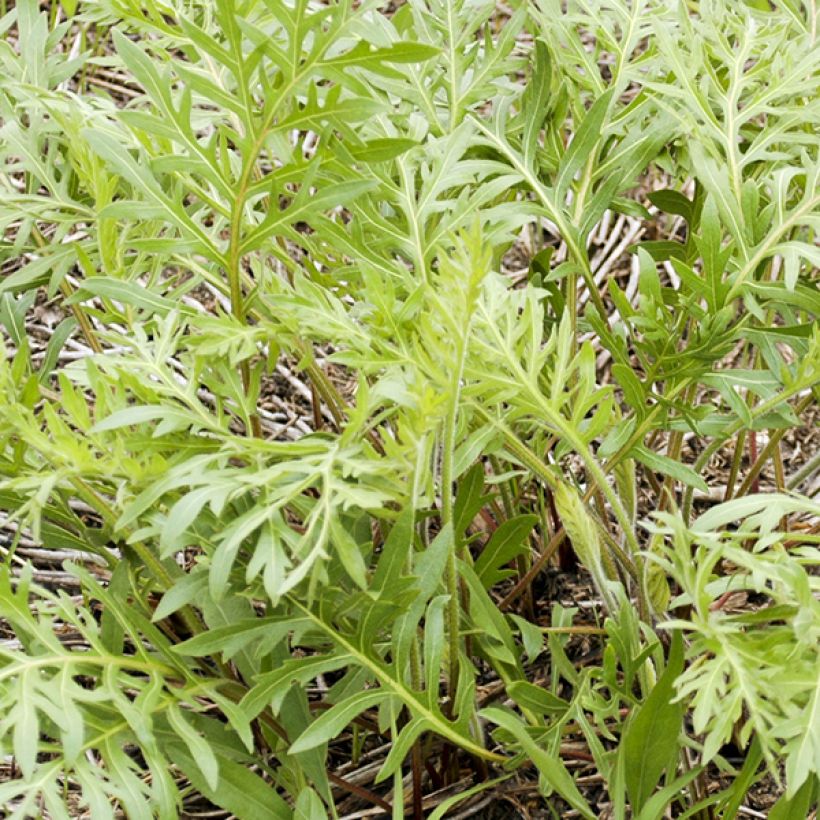 Silphium laciniatum (Lehvistö)