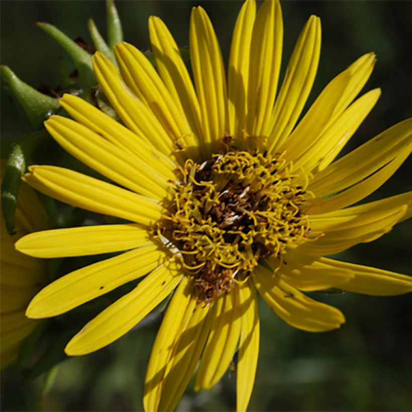 Silphium laciniatum (Kukinta)