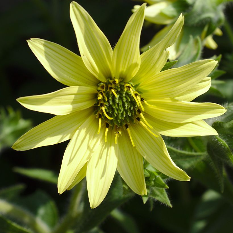 Silphium mohrii (Kukinta)