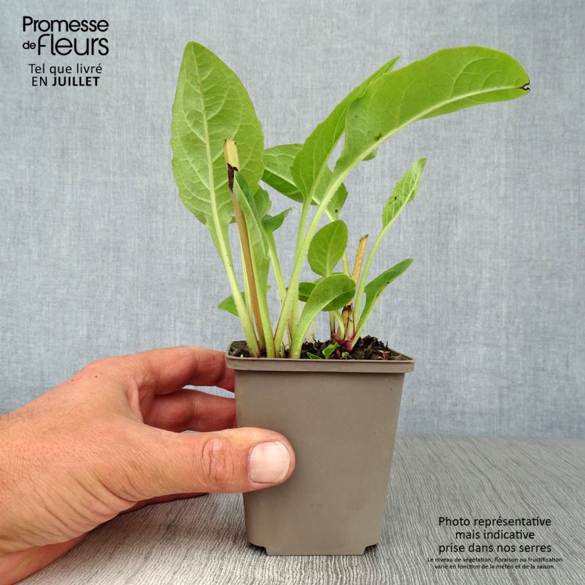 Esimerkki kesällä toimitetusta Leveäkompassikukka - Silphium perfoliatum Godet de 8/9 cm-taimesta