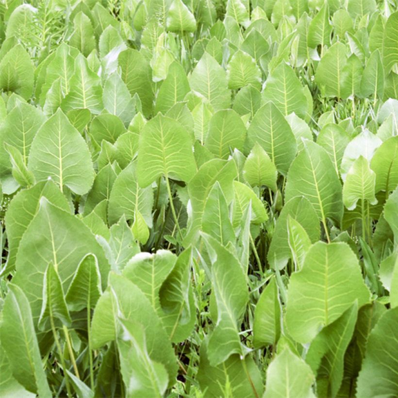 Hoikkakompassikukka - Silphium terebinthinaceum (Lehvistö)