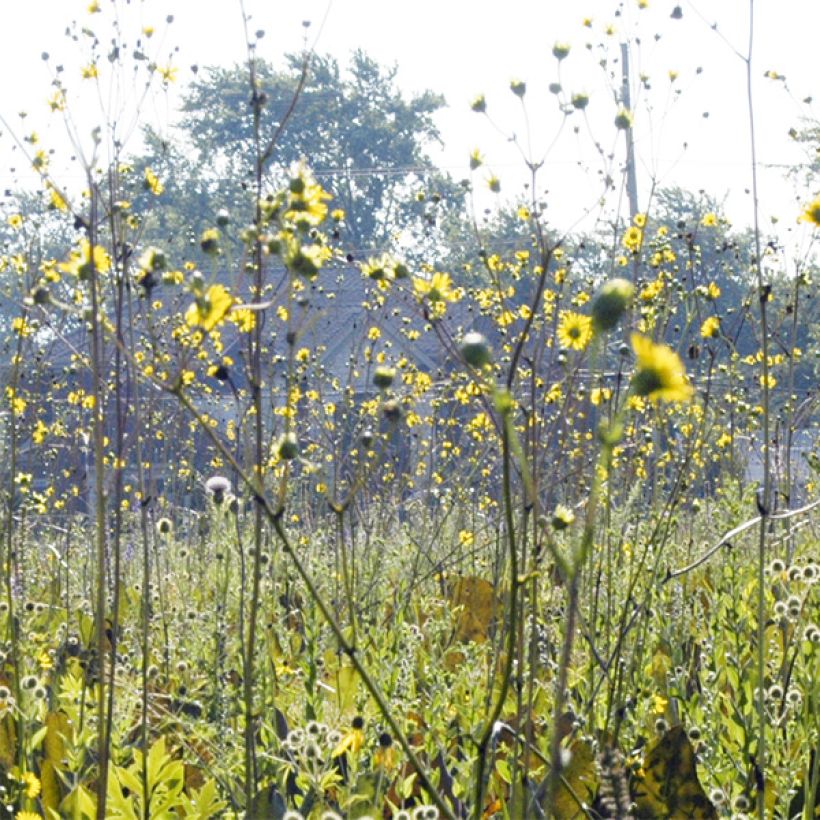 Hoikkakompassikukka - Silphium terebinthinaceum (Kukinta)