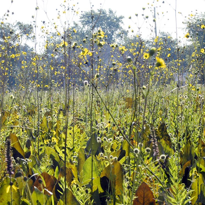 Hoikkakompassikukka - Silphium terebinthinaceum (Kasvutapa)