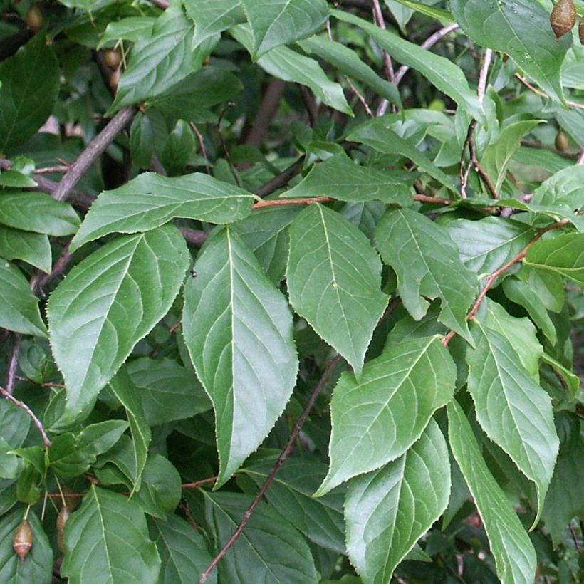 Sinojackia xylocarpa (Lehvistö)