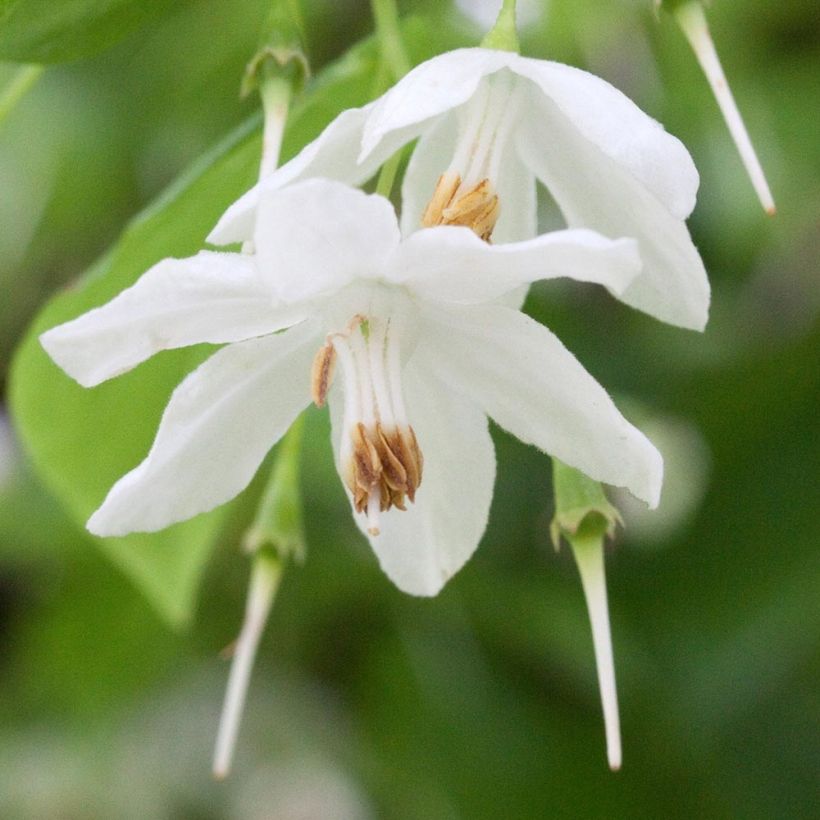 Sinojackia xylocarpa (Kukinta)