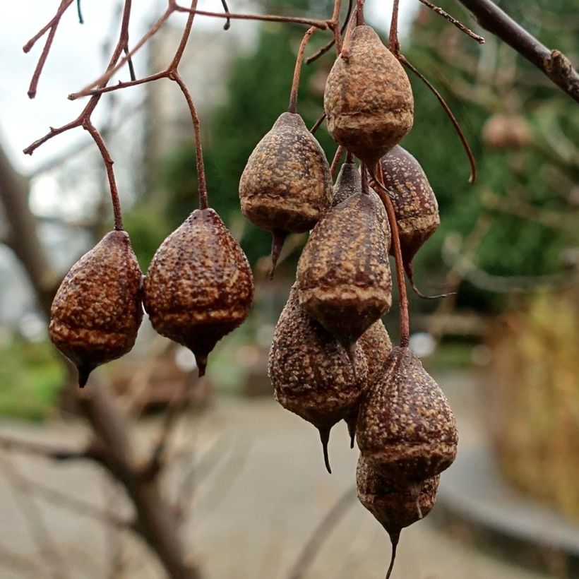 Sinojackia xylocarpa (Sadonkorjuu)