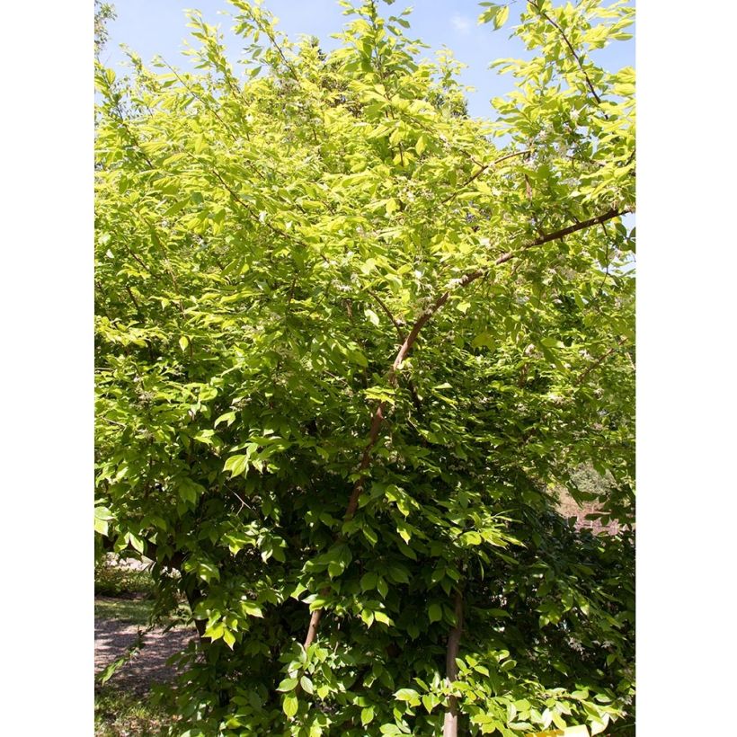 Sinojackia xylocarpa (Kasvutapa)
