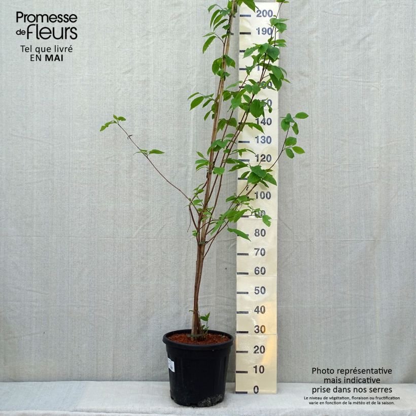 Esimerkki keväällä toimitetusta Sinojackia xylocarpa Pot de 6L/7L-taimesta
