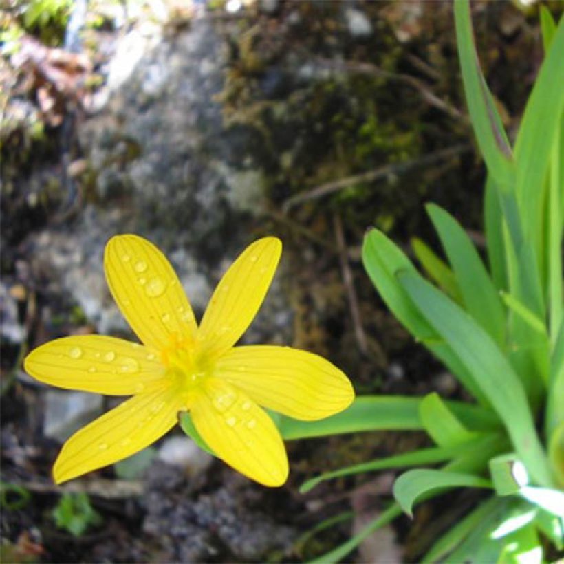 Silmiö - Sisyrinchium californicus (Kukinta)
