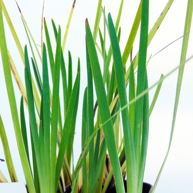 Silmiö - Sisyrinchium californicus (Lehvistö)