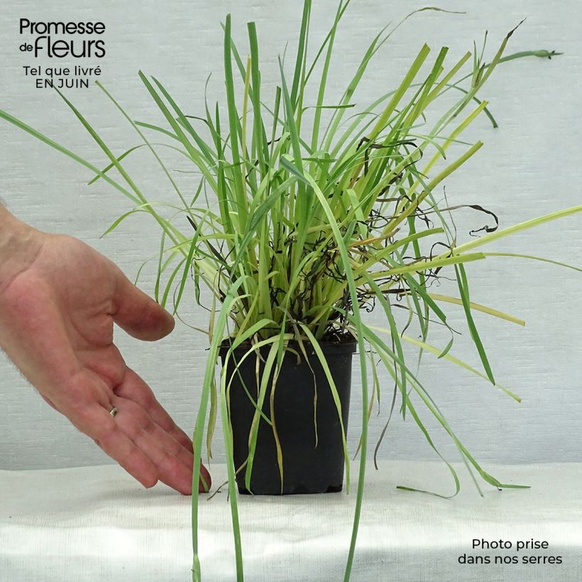 Esimerkki kesällä toimitetusta Silmiö - Sisyrinchium californicus Godet de 8/9 cm-taimesta