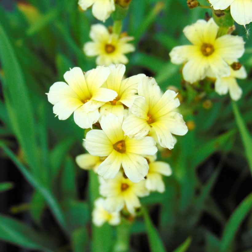 Juovasilmiö - Sisyrinchium striatum (Kukinta)