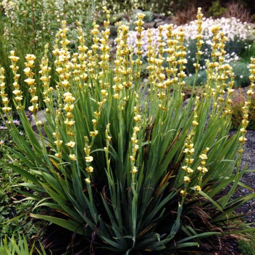 Juovasilmiö - Sisyrinchium striatum (Kasvutapa)