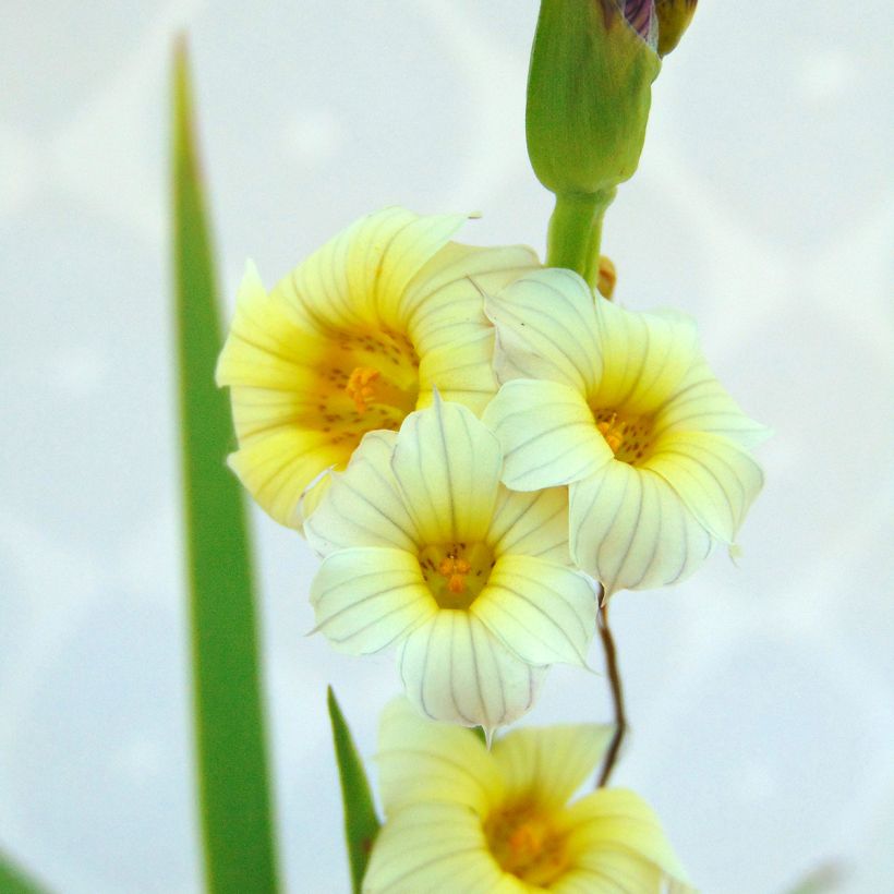 Juovasilmiö - Sisyrinchium striatum (Lehvistö)